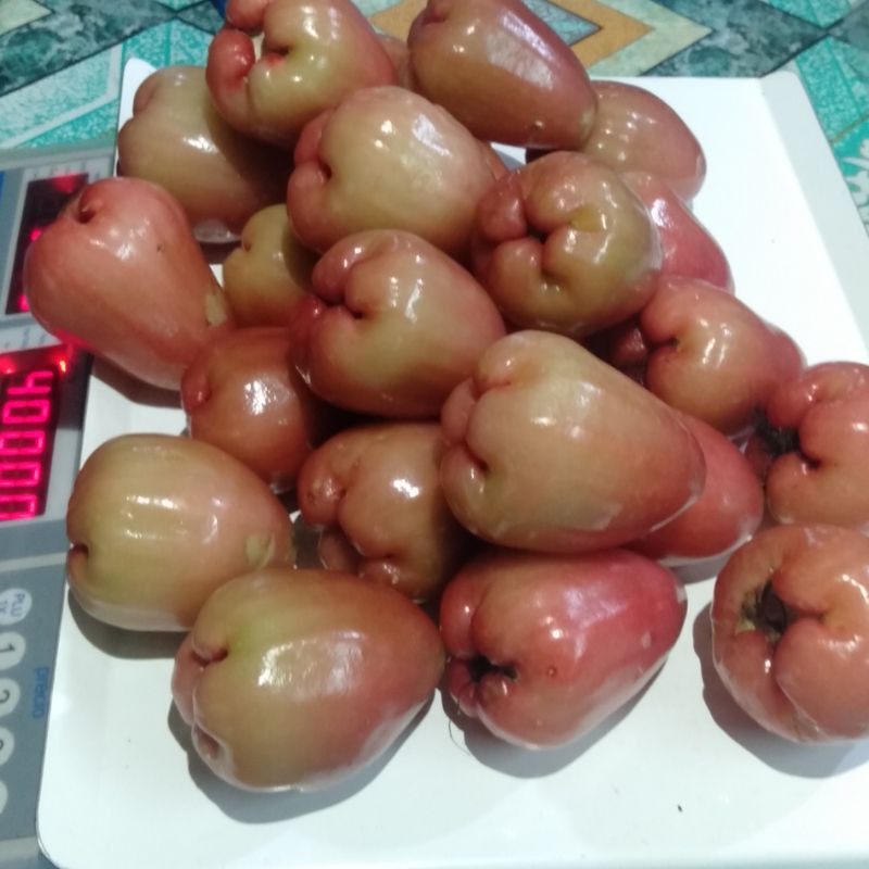 

Jambu Delima Merah 1 kg