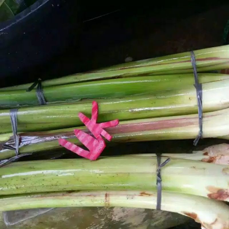 

LOMPONG SAYUR ATOU TALAS HITAM 500#GRAM