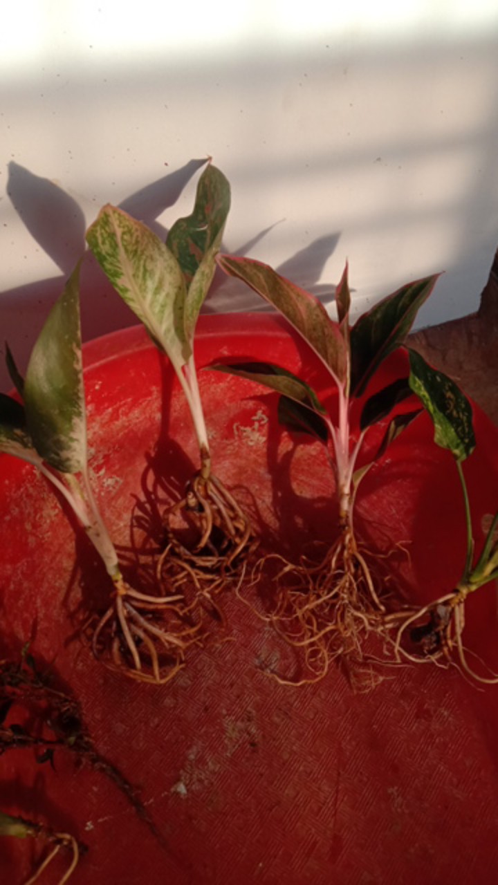 Paket Murah 5 Aglonema Lipstik - Khocin - Snow White - Dud Anjamani -  Bigroy