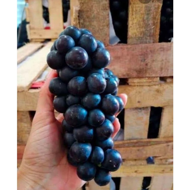 Anggur Bali 1kg