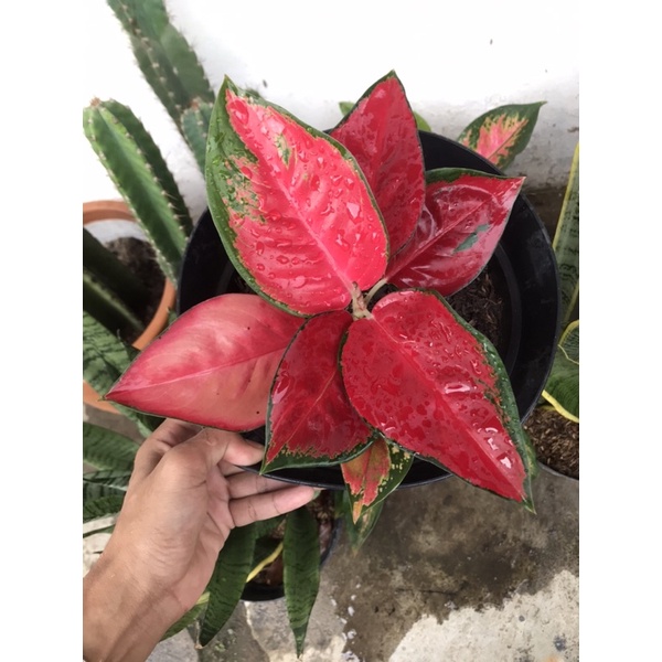 AGLONEMA SUKSOM JAIPONG DEWASA//TANAMAN HIAS