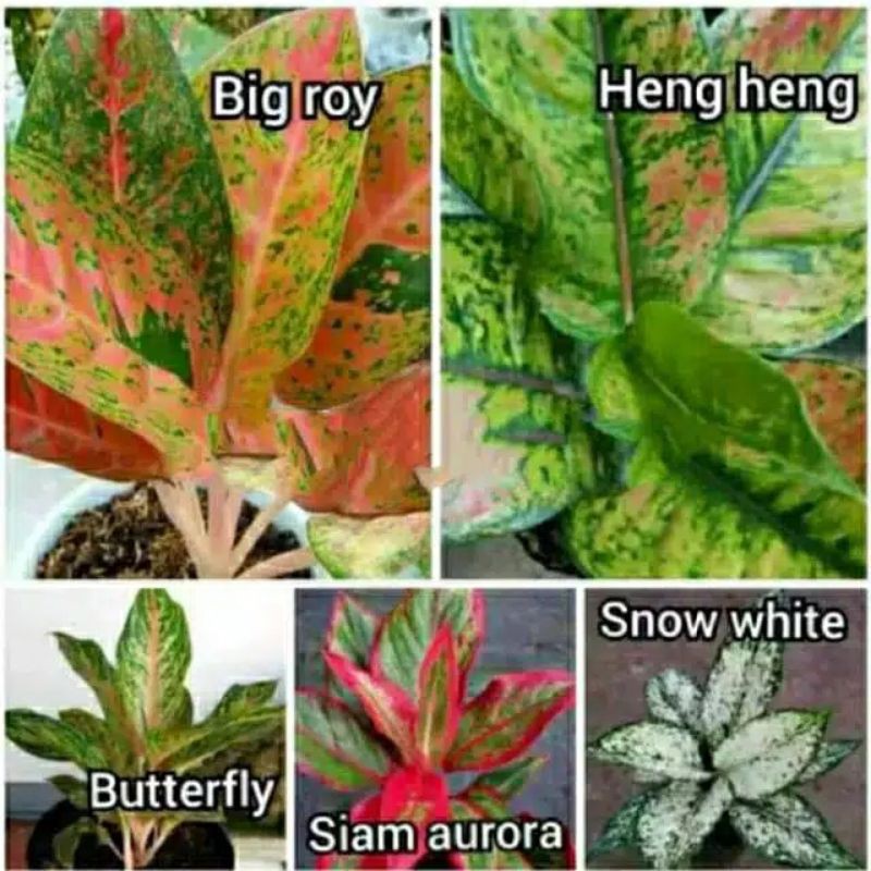 promo Paket 5 Bunga Aglonema murah