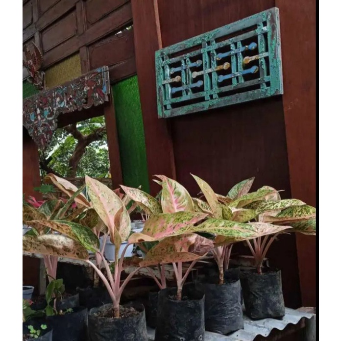 bibit bunga aglonema