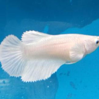 Ready Ikan Cupang Betina Female Halfmoon Bagan Slayer Aquascape Aquarium - Kuning
