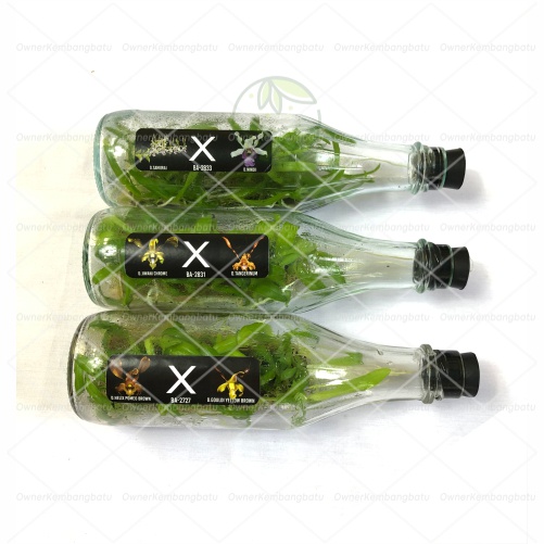 Bibit Anggrek Botol | Bibit Anggrek Dendrobium | Anggrek Dendro | Bibit Anggrek Dalam Botol