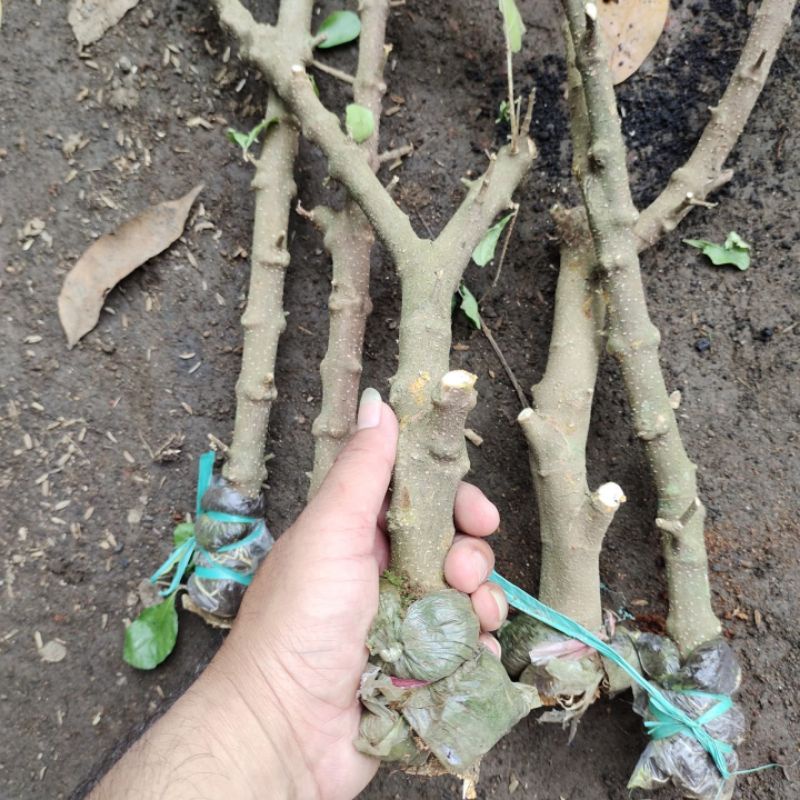 bibit tanaman bonsai sianci kecut