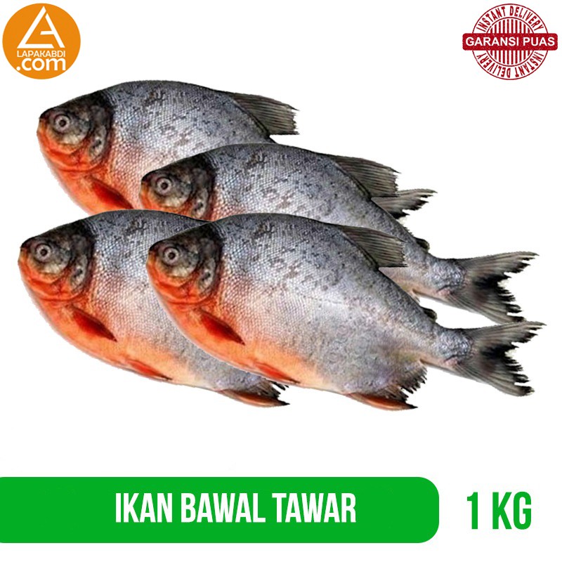 

Ikan Bawal Air Tawar 1 kg Ikan Segar Garansi Termurah