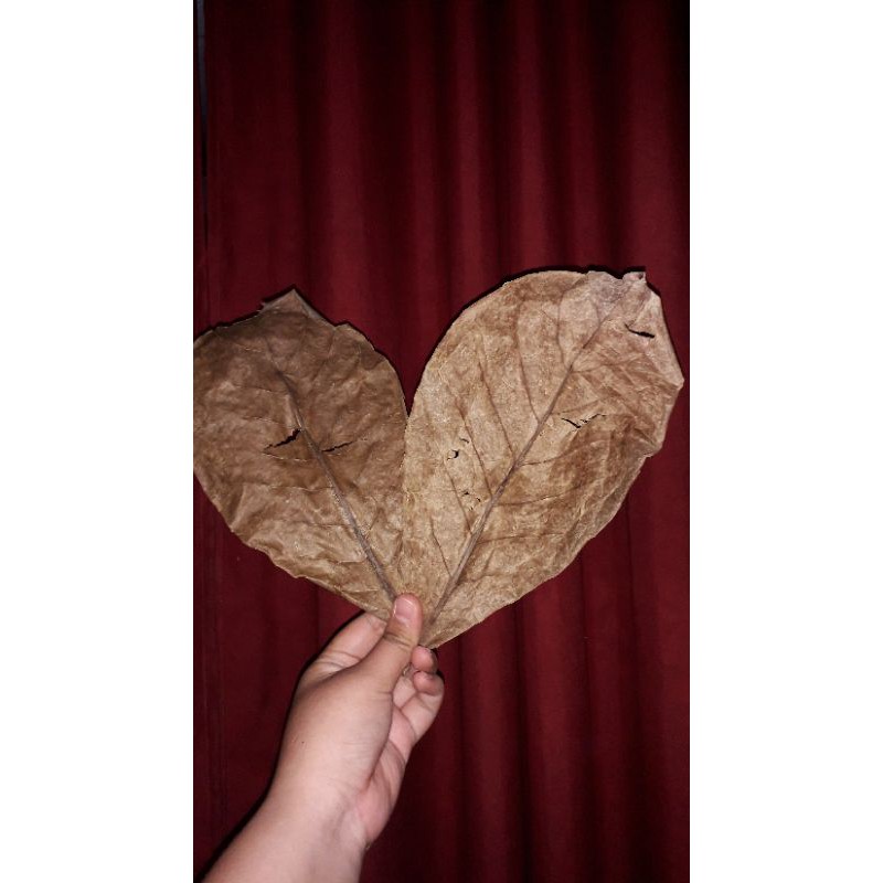 

Daun Ketapang Kering 200 Gr