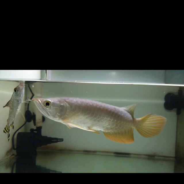 Ikan Arwana Golden Red/Arwana Golden Red 15-17cm