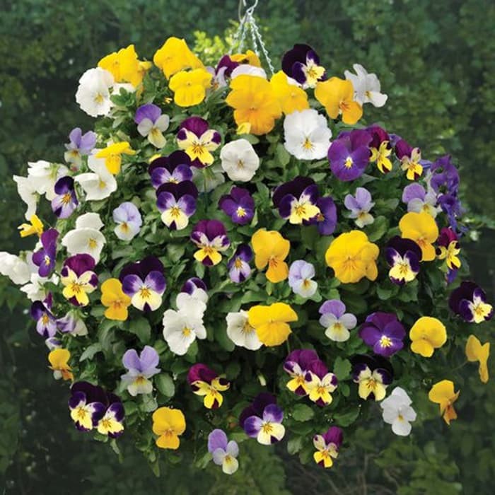 Benih Bibit Biji - Bunga Viola Helen Mount Johnny Jump Up Tricolor Flower Seeds - IMPORT