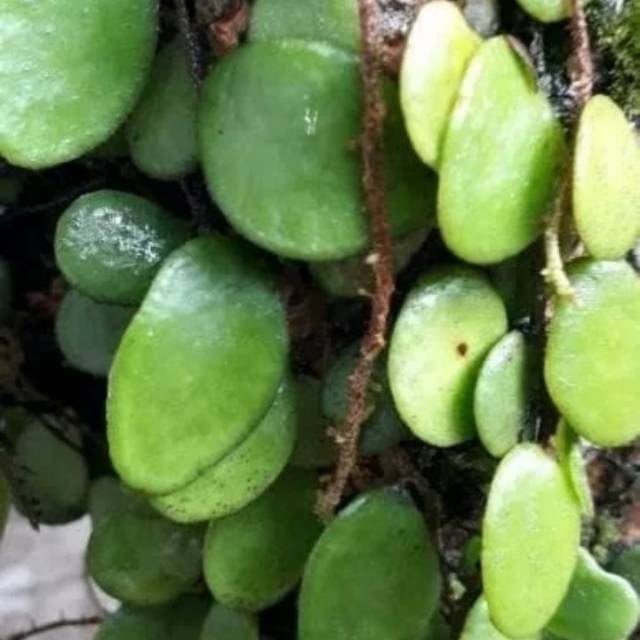 

DAUN SISIK NAGA SEGAR 1KG