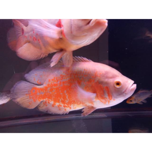 Ikan Oscar Tiger Albino Ukuran 4 jari