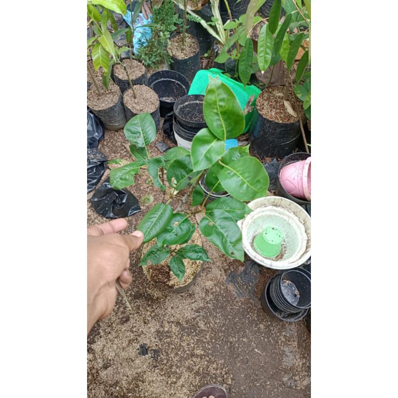 bibit buah apel malang merah