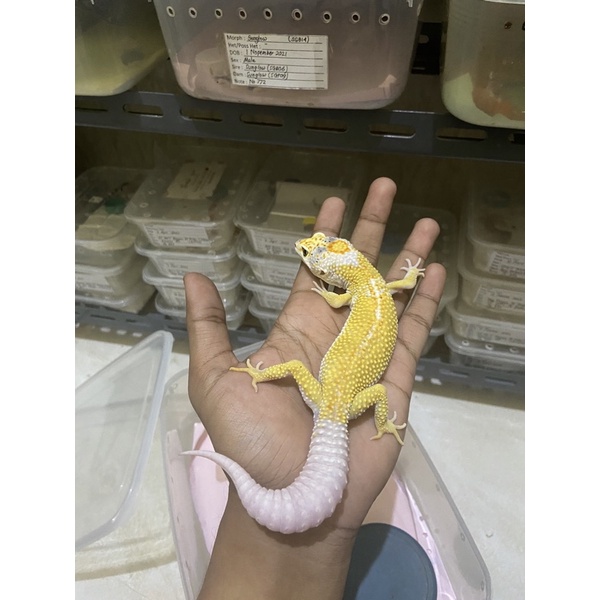 Leopard Gecko Male Macksnow LF Enigma Het Tremper Cakep No. 773