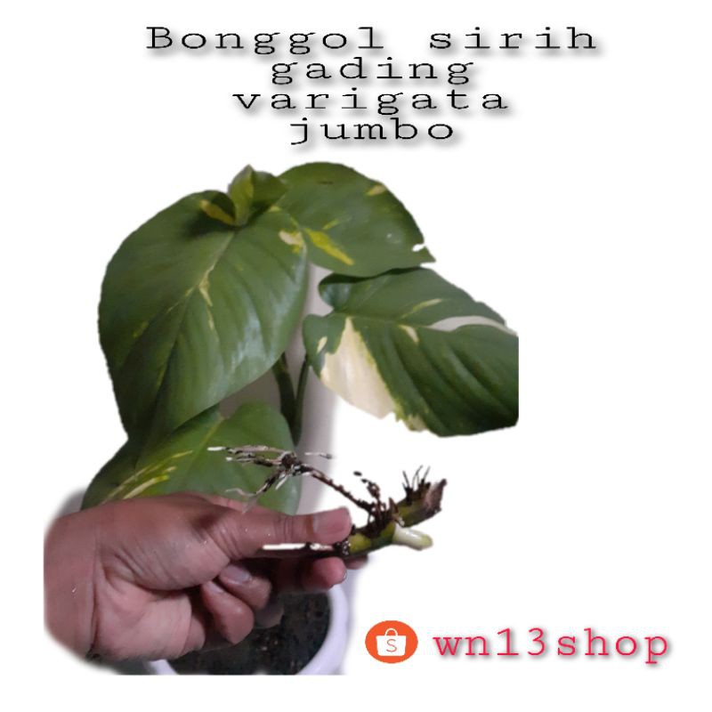BONGGOL  SIRIH GADING VARIGATA JUMBO