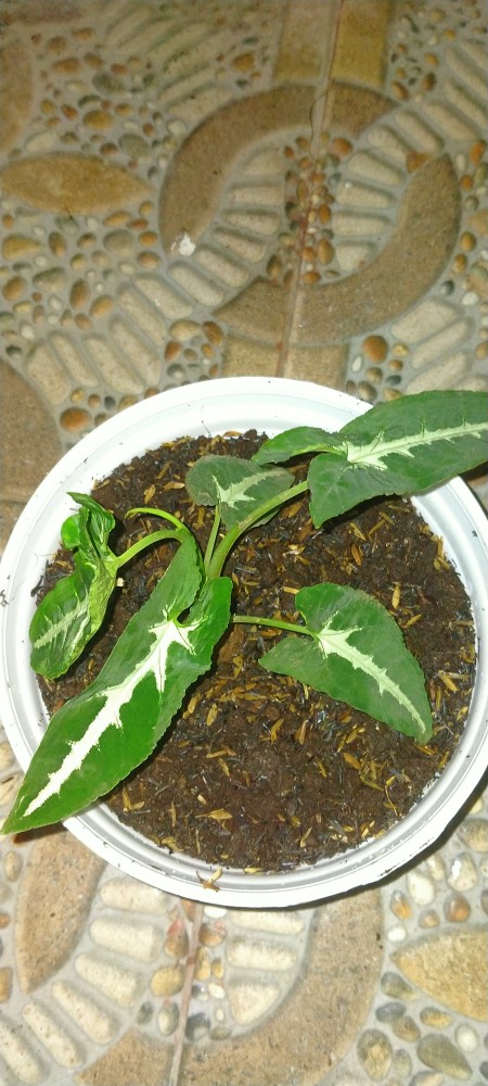 Tanaman Hias Singonium Wendlandhi