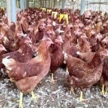 

Ayam keras