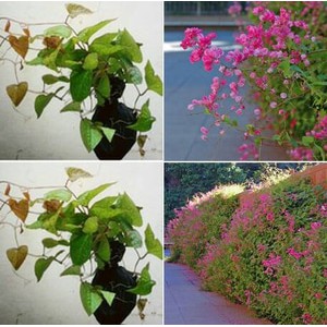 BIBIT AIR MATA PENGANTIN