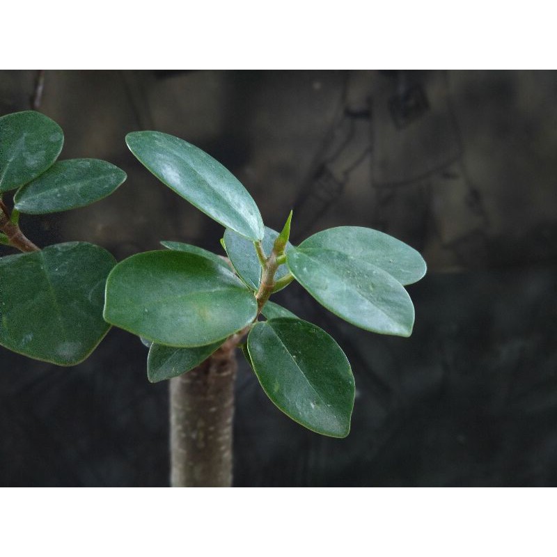 Bahan Bonsai mame Ficus Beringin iprik sambung dolar Realpic