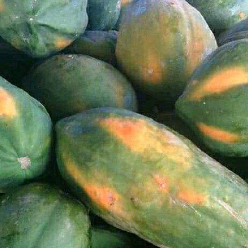 

Buah Pepaya Bangkok Per Buah Berat 2 Kg