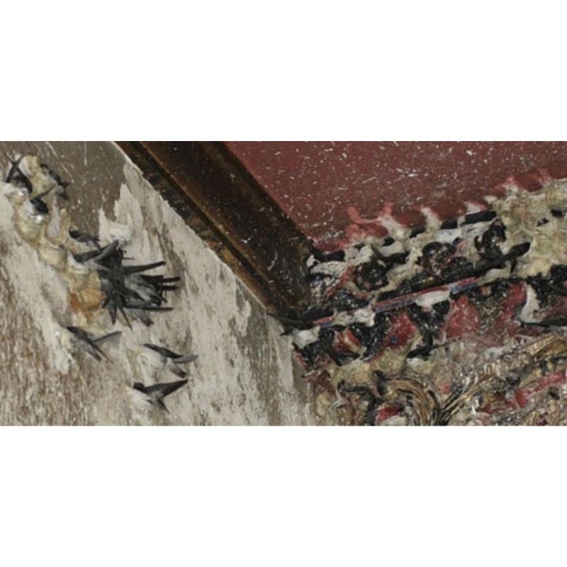 HIO / DUPA PEMIKAT WALET asli / dupa hio koloni walet / hio koloni walet