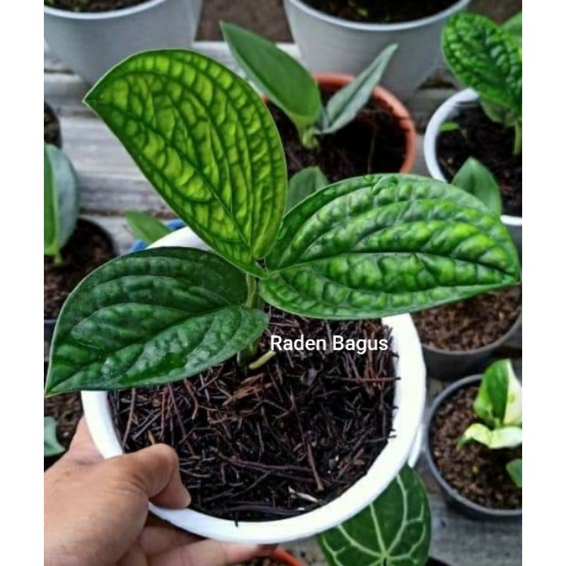 Tanaman monstera sirih badak - Sirih badak tanaman