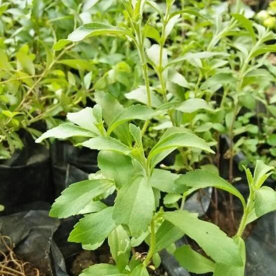 5 paket bibit Stevia/daun manis unggul