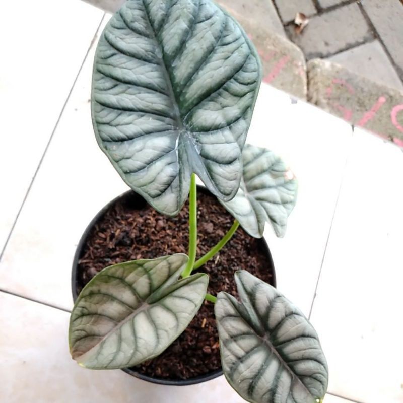 Alocasia Silver Indukan
