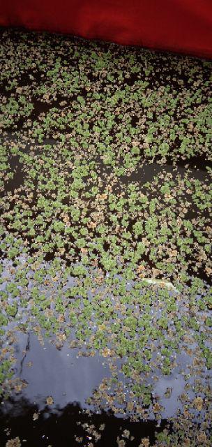 Azolla Microphylla