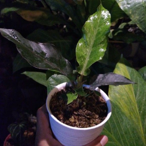 anthurium hokeri black varigata