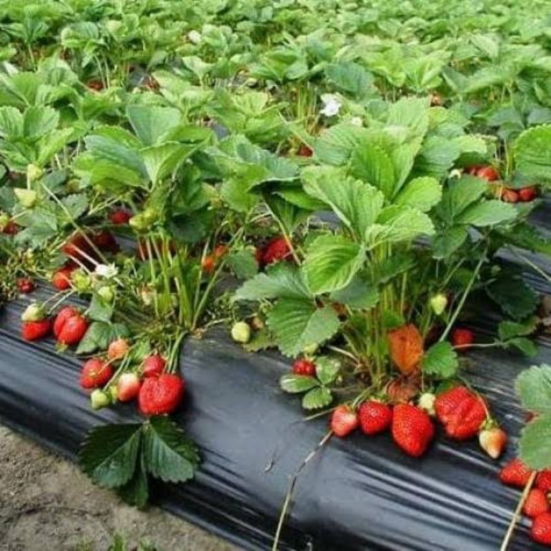 Benih Buah Strawberry Mencir Dataran Rendah Unggul