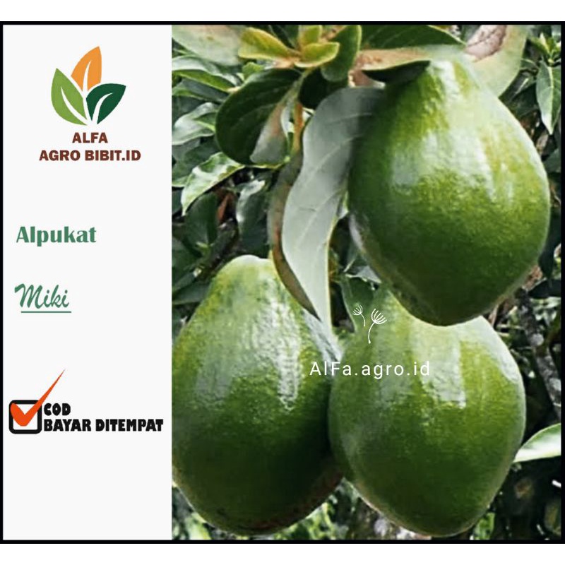 Bibit Alpukat Miki siap berbuah