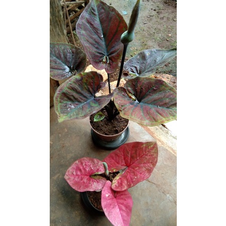 biji keladi silangan H51 x rasberymoon