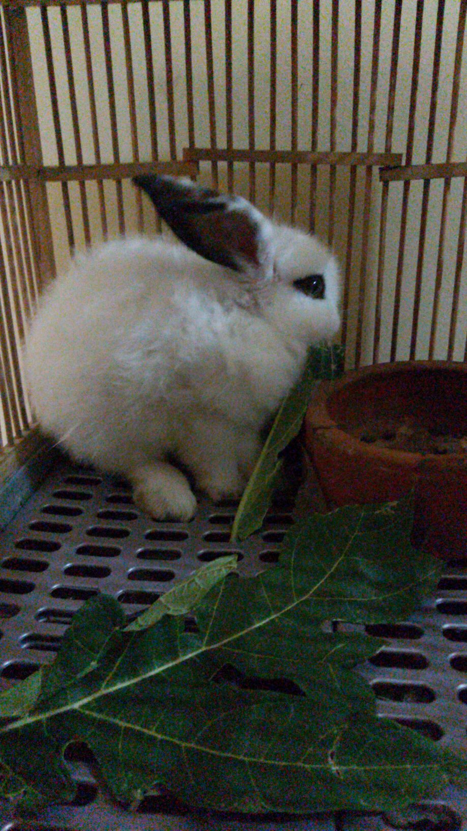 Pupuk Granule Modern Nasa 10kg Terlaris 100% Nasa - Mr_andreandra