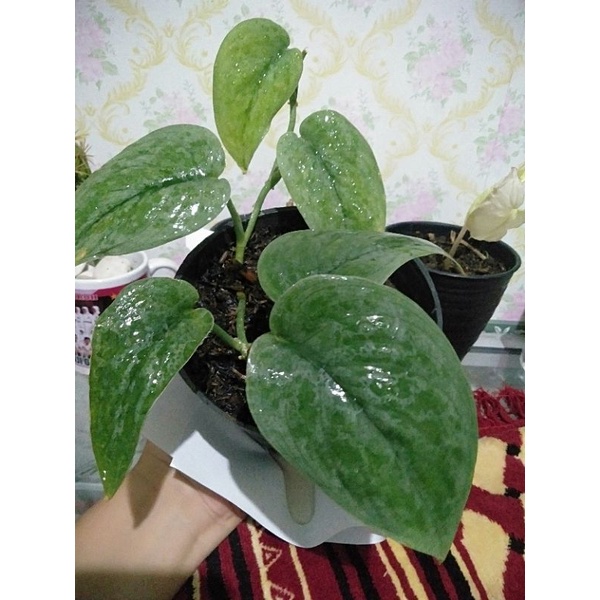 scindapsus tattoo rimbun