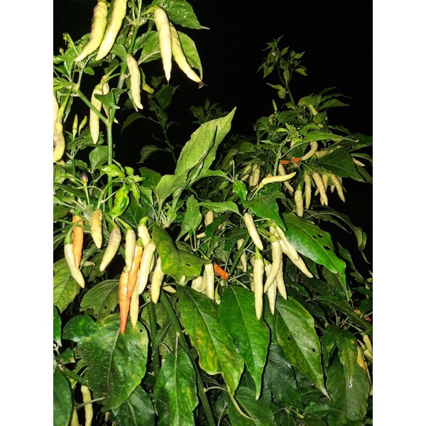 Cabe rawet putih super sypoon