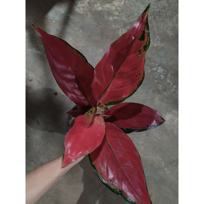 AGLAONEMA RHCP (Red hot chili peaper) RUMPUN