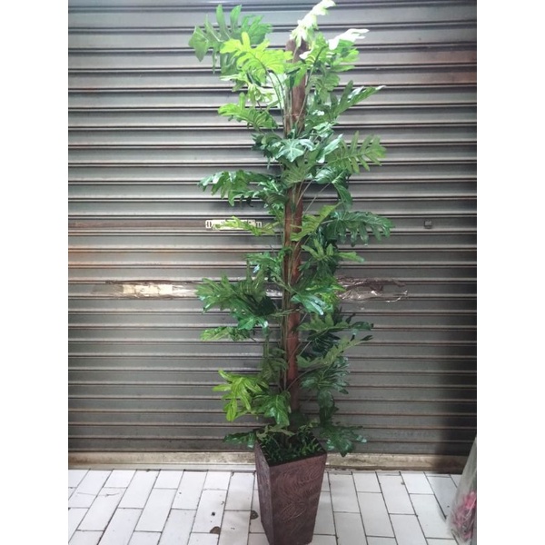 DAUN JARI RAMBAT/DAUN MONSTERA RAMBAT