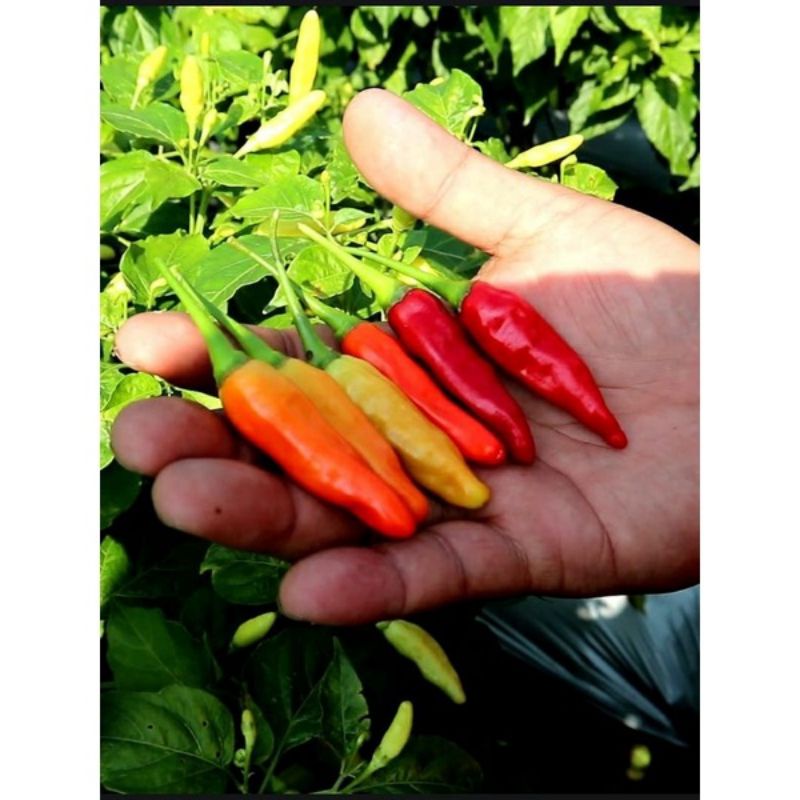 Benih Cabai Rawit Unggul Terbaru KALIBER WIJITANI 10 Gram - Cabe Rawit Merah - Cabai rawit-2