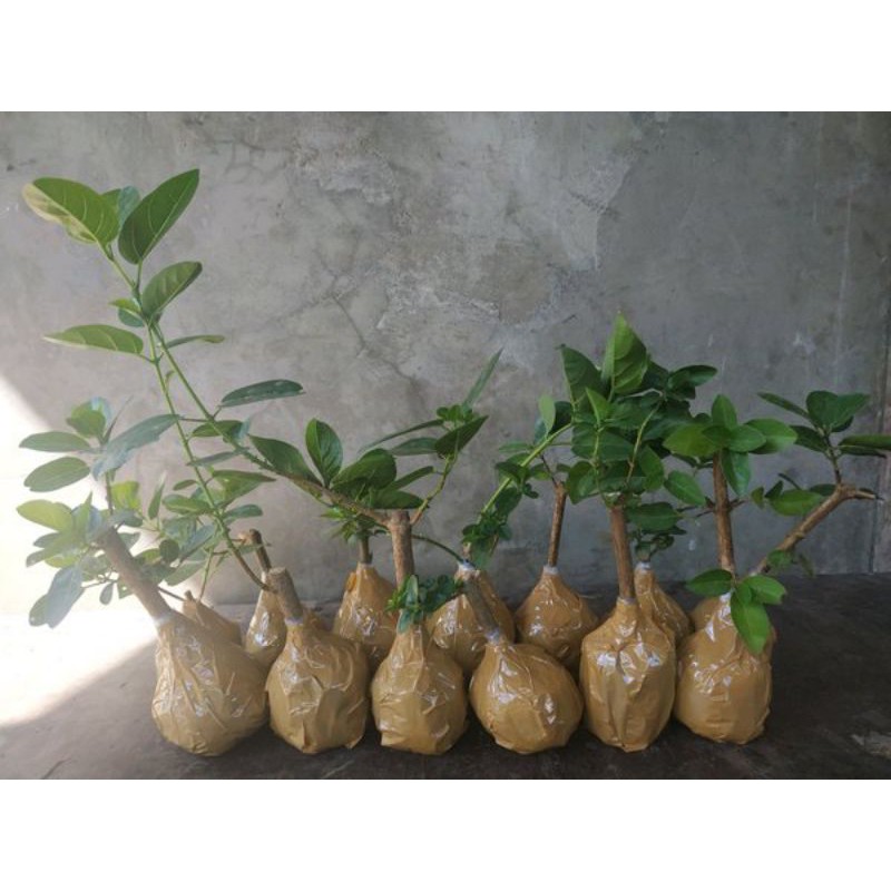 sancang bahan bonsai hidup.