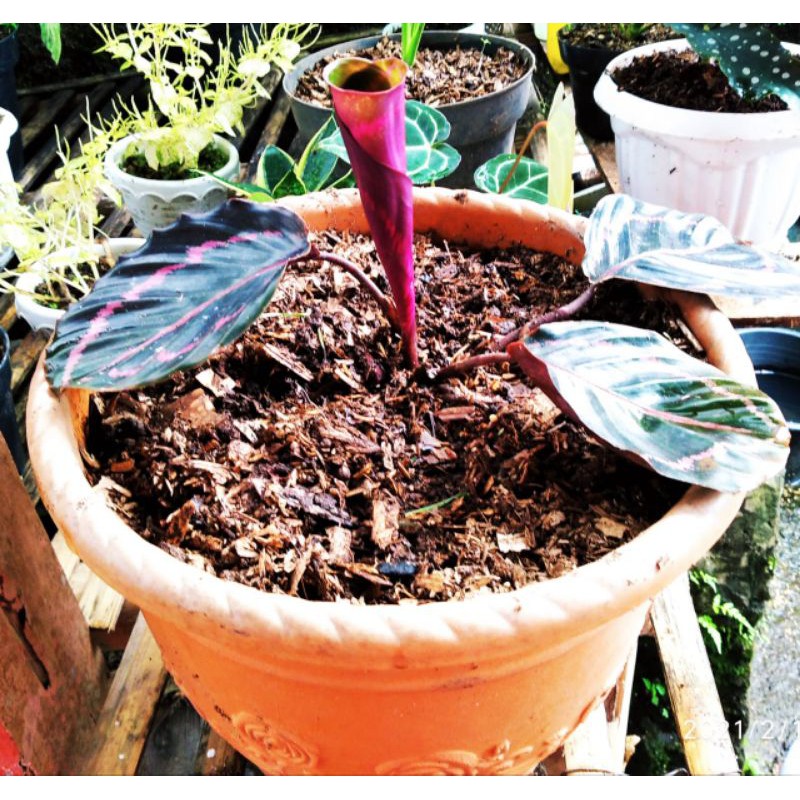 calathea black lipstick