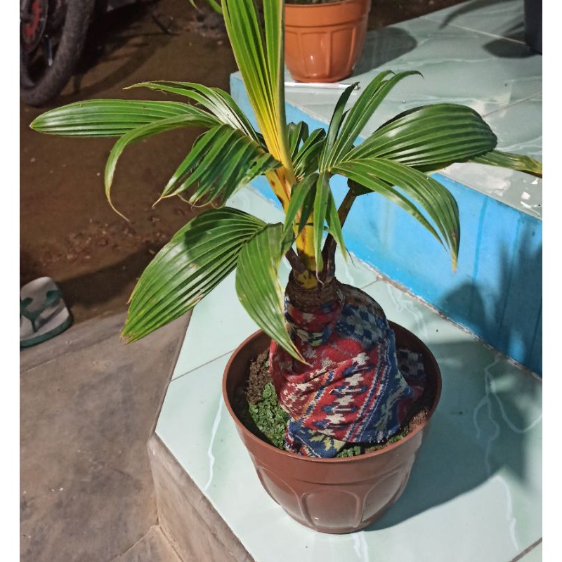 Bonsai kelapa/bonsai kelapa gading kuning