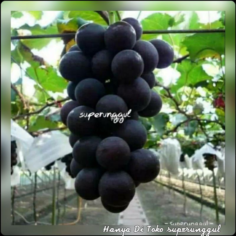 Bibit Anggur Import hitam Super