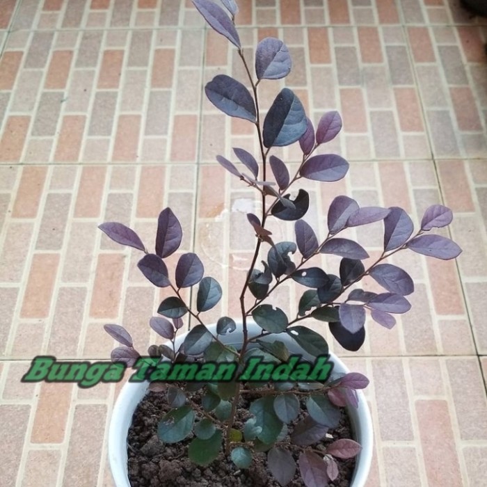 Tanaman Hias Serut Merah - Bibit Bonsai Serut merah