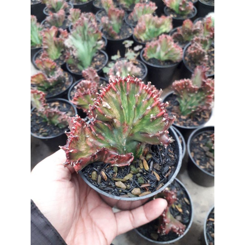 EUPHORBIA LACTEA CRISTATA RED DRAGON