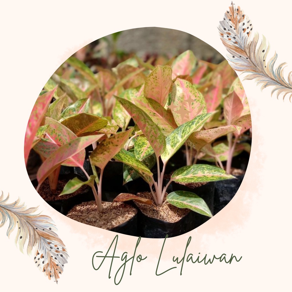 Tanaman Aglonema Lulaiwan Bibit Bunga Aglo Lulaiwan Tanaman Hias Aglo Lulaiwan
