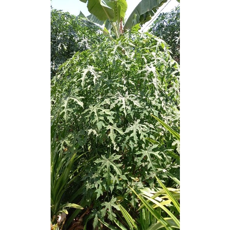

[Organik] DAUN PEPAYA/KATES JEPANG