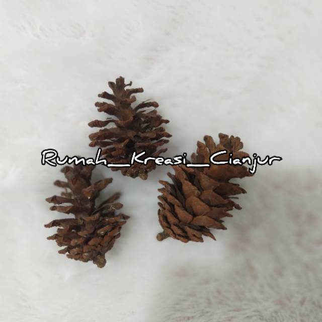 Biji pinus/Bunga pinus/pinus
