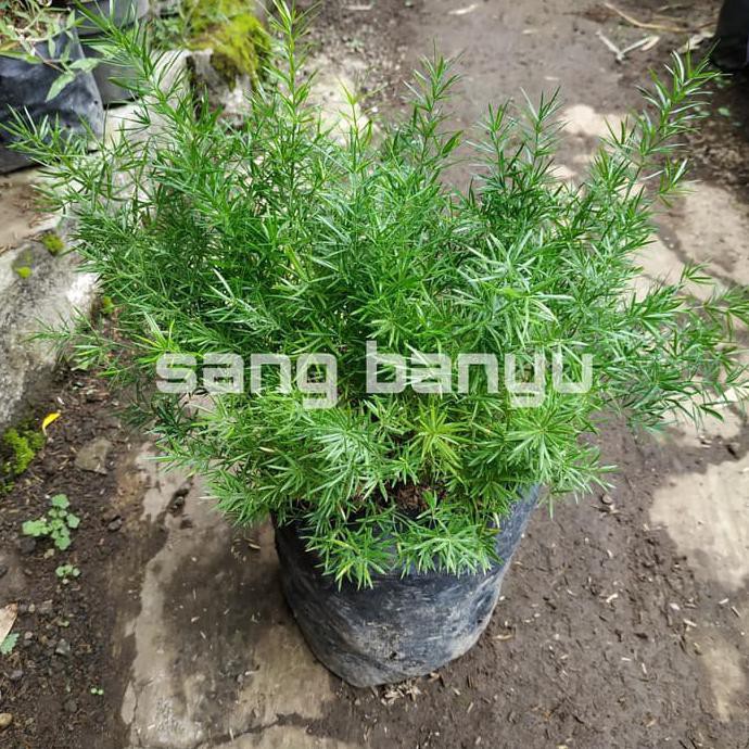 Super Bibit Tanaman Hias Asparagus Fern Krisdoren