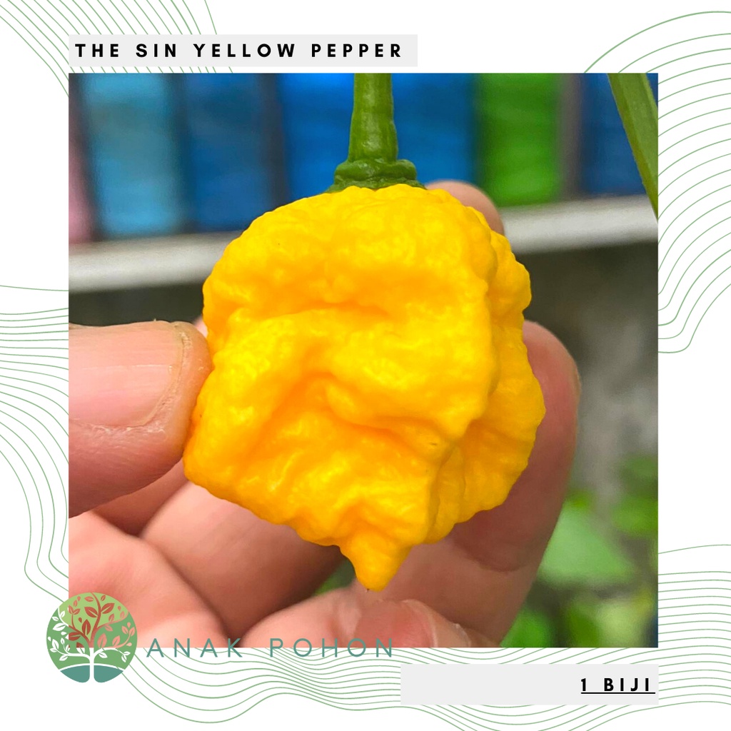 Benih Bibit Biji - Cabai The Sin Yellow Pepper Cabe Super Pedas Seeds